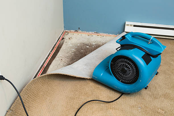 Best Mold removal after water damage  in Vienna, WV